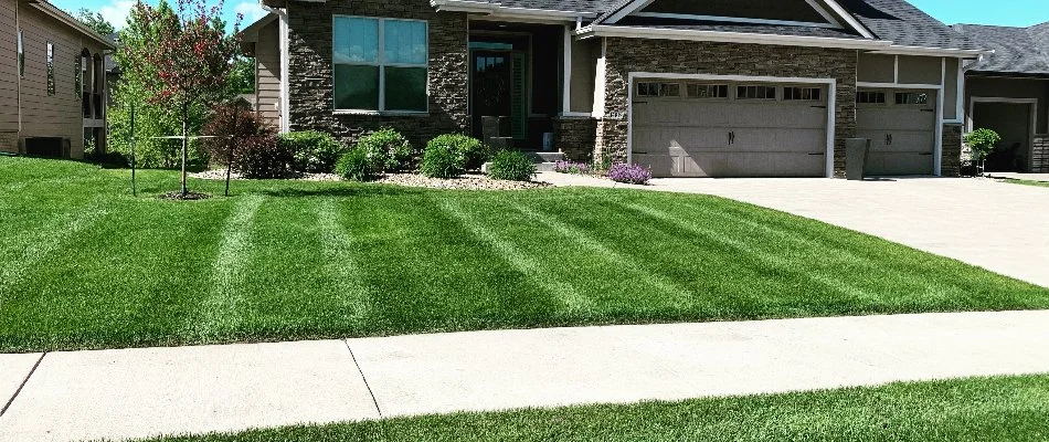 Thick, green grass in a front yard in Waukee, IA.