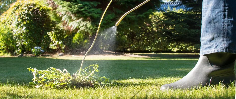 Weed treatment being applied to a dandelion on a property in Waukee, IA.