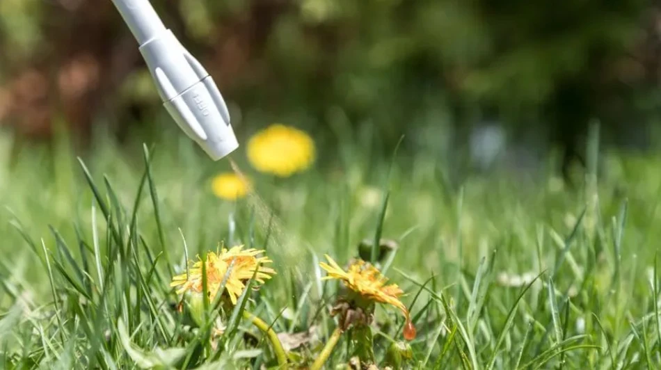 Spraying a dandelion with a white nozzle in a grassy field.